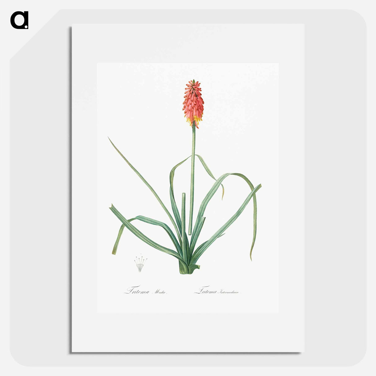 Redhot poker illustration - Pierre Joseph Redouté Poster.