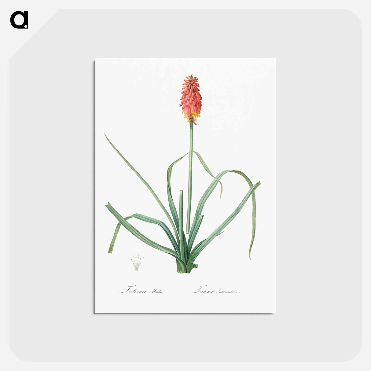 アートポストカード-Redhot poker illustration - ピエール ジョゼフ ルドゥーテ Postcard.