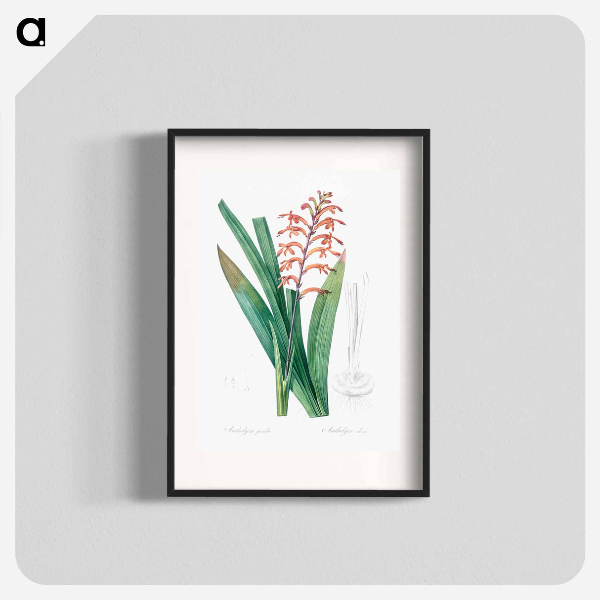 African flag illustration - Pierre Joseph Redouté Poster.