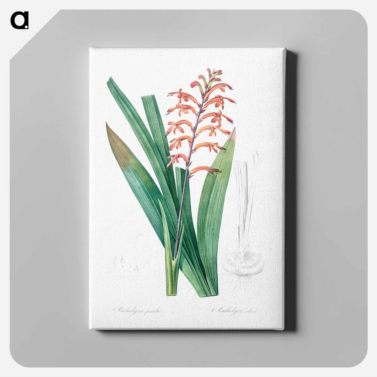 African flag illustration - Pierre Joseph Redouté Canvas.