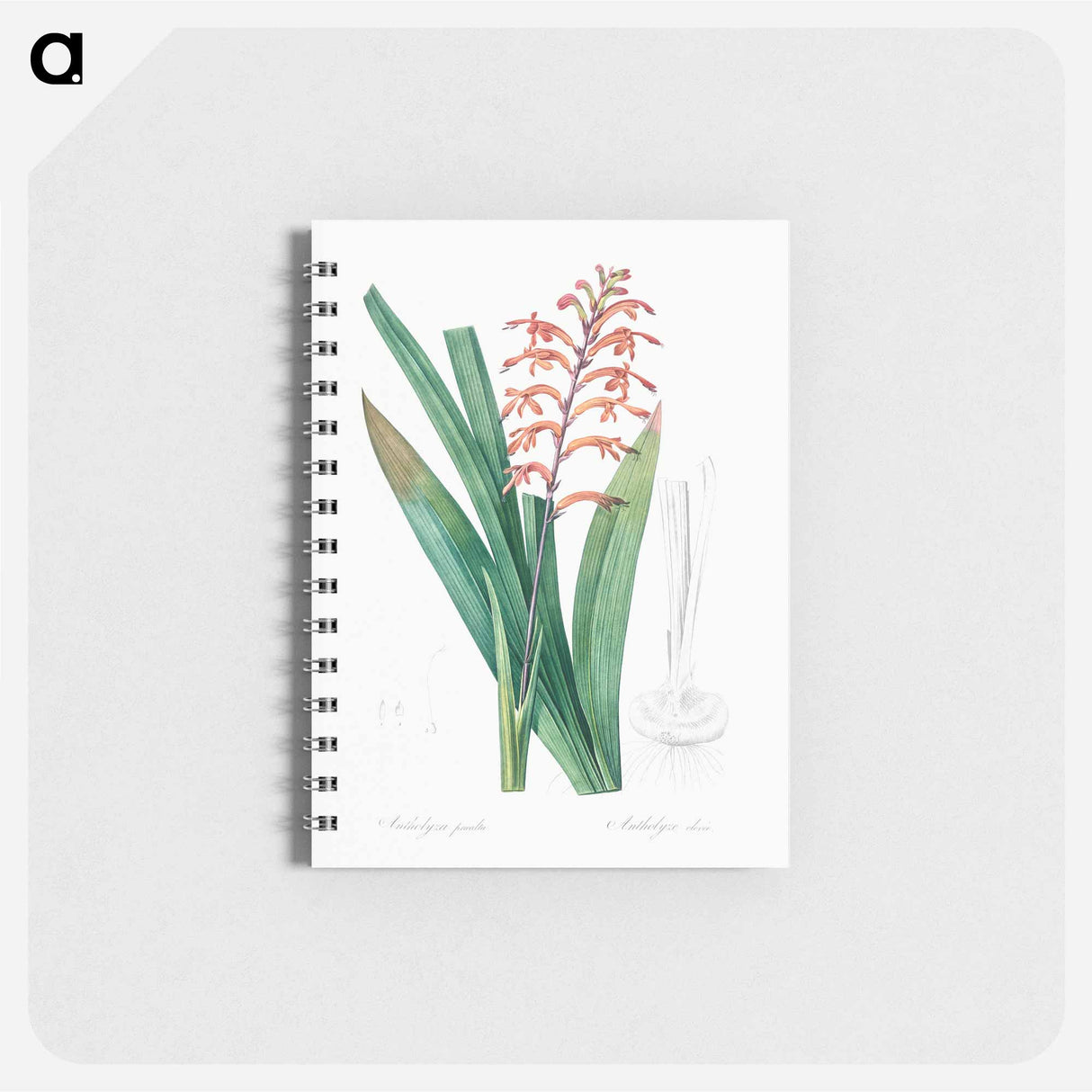 African flag illustration - ピエール ジョゼフ ルドゥーテ Memo.