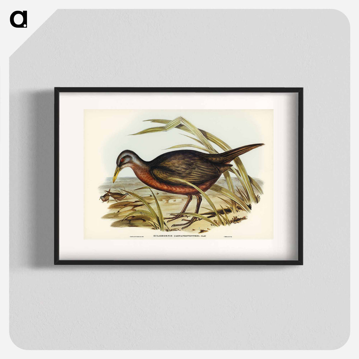アートポスター-Chestnut-bellied Rail
- ジョン グールド Poster.
