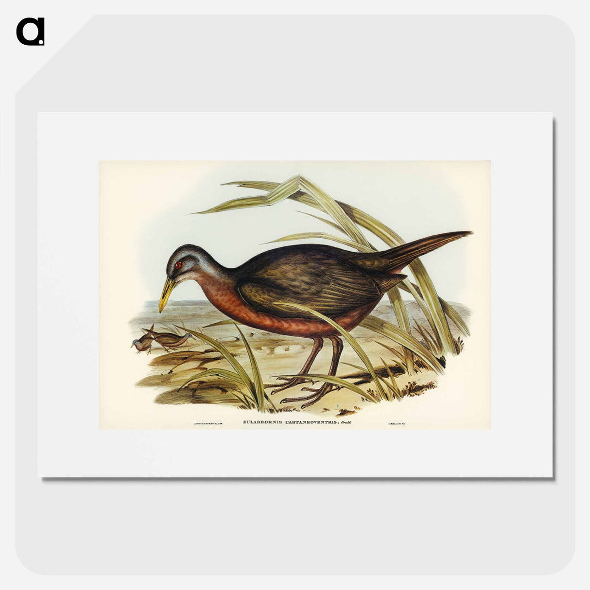 アートポスター-Chestnut-bellied Rail
- ジョン グールド Poster.