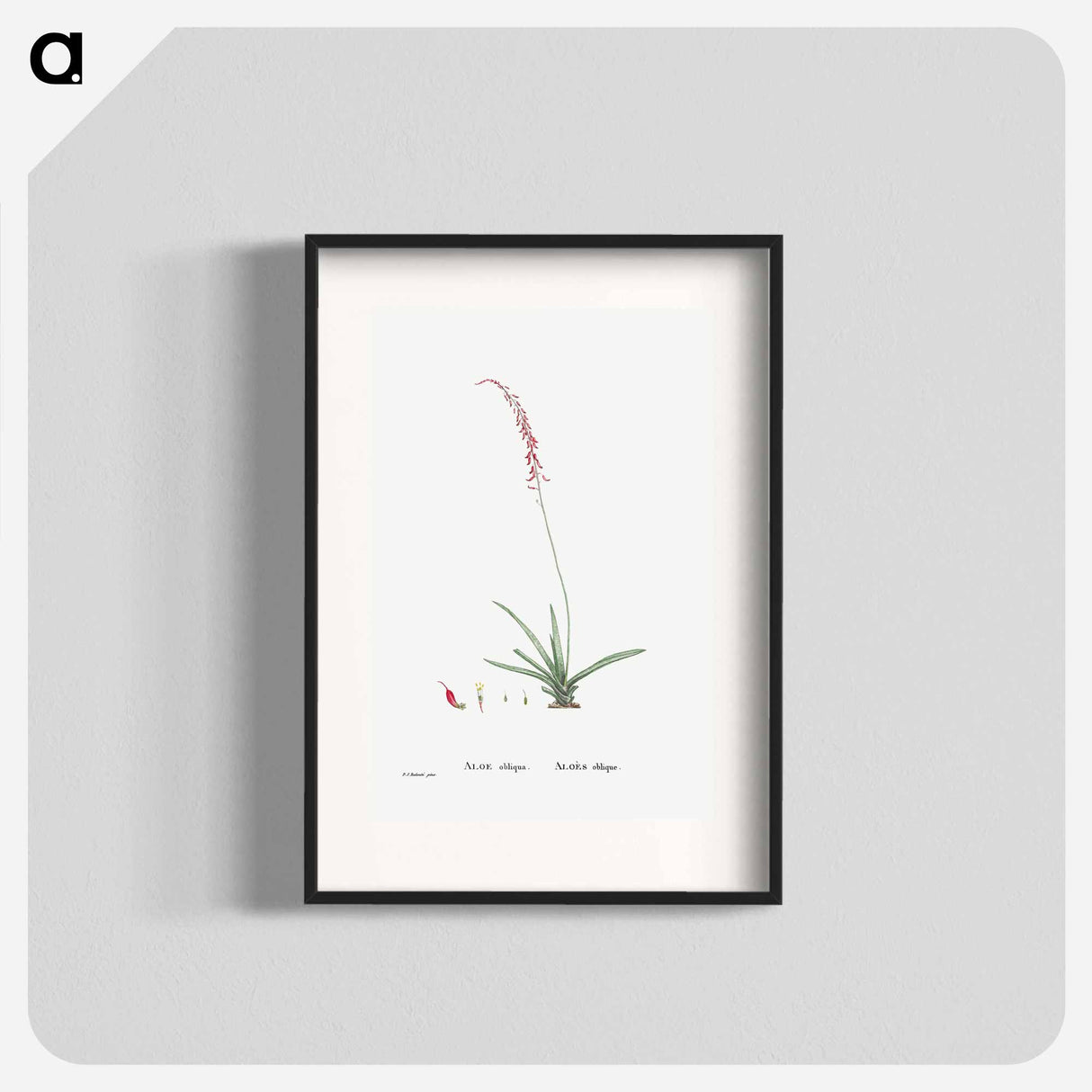 アートポスター-Aloe Obliqua - ピエール ジョゼフ ルドゥーテ Poster.