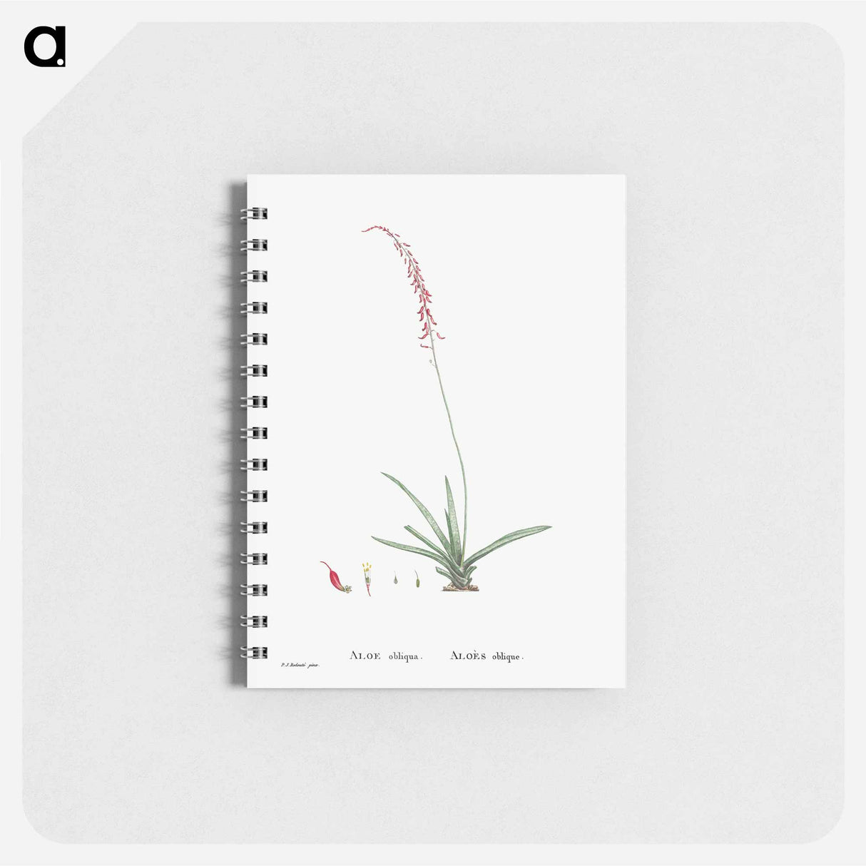 Aloe Obliqua - ピエール ジョゼフ ルドゥーテ Memo.