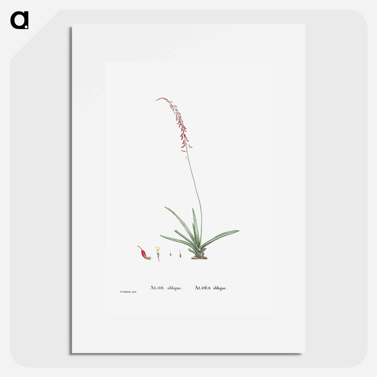 アートポスター-Aloe Obliqua - ピエール ジョゼフ ルドゥーテ Poster.