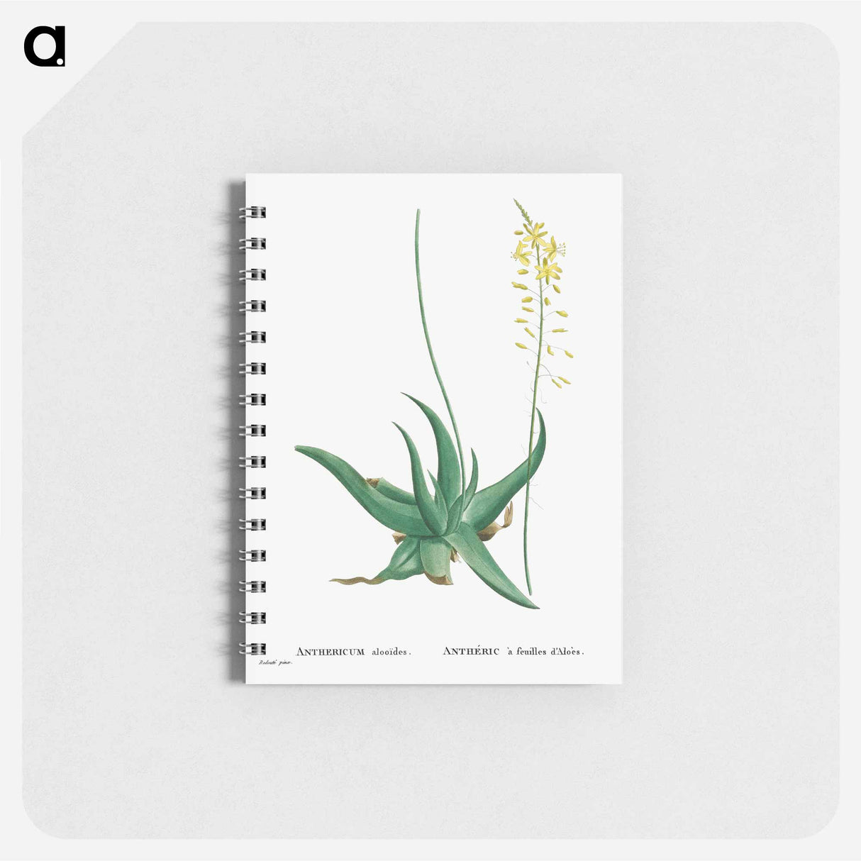 アートメモ帳-Anthericum Alooides (Bulbine Alooides) - ピエール ジョゼフ ルドゥーテ Memo.