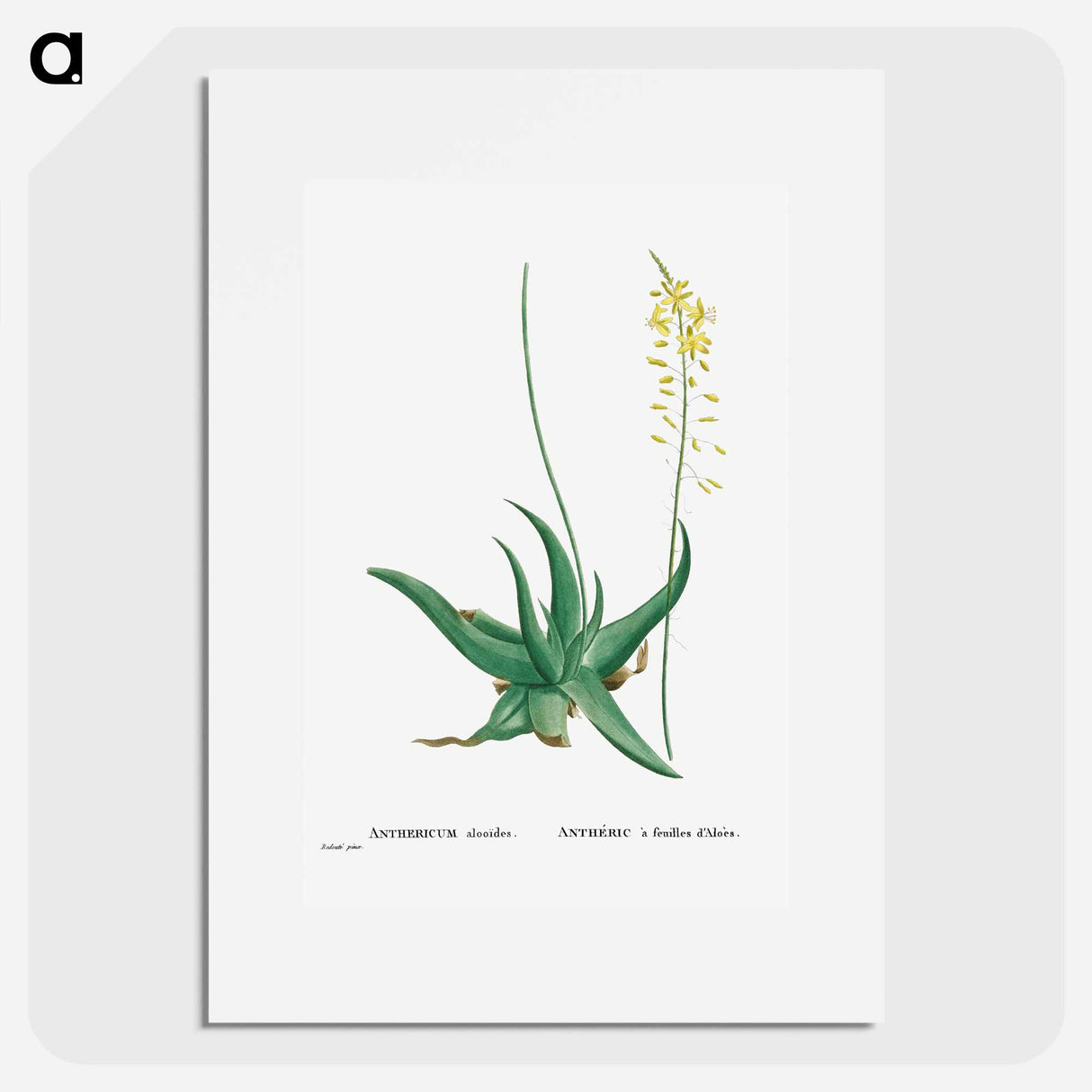 Anthericum Alooides (Bulbine Alooides) - Pierre Joseph Redouté Poster.