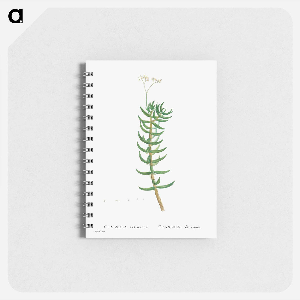 アートメモ帳-Crassula Tetragona (Miniature Pine Tree) - ピエール ジョゼフ ルドゥーテ Memo.