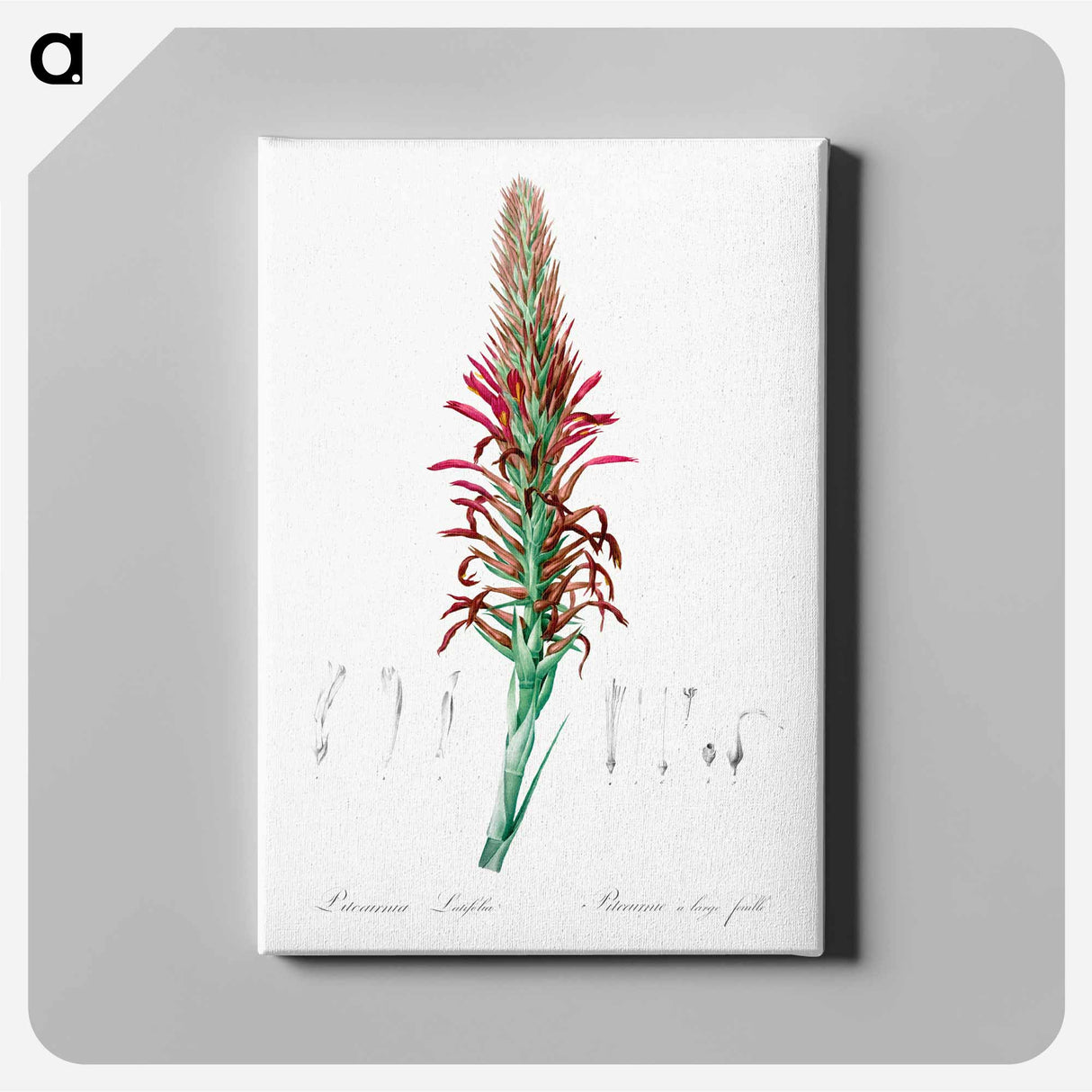 Pitcairnia latifolia illustration - Pierre Joseph Redouté Canvas.