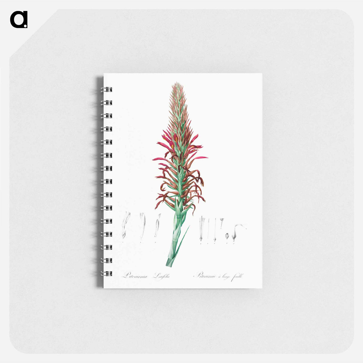 Pitcairnia latifolia illustration - ピエール ジョゼフ ルドゥーテ Memo.