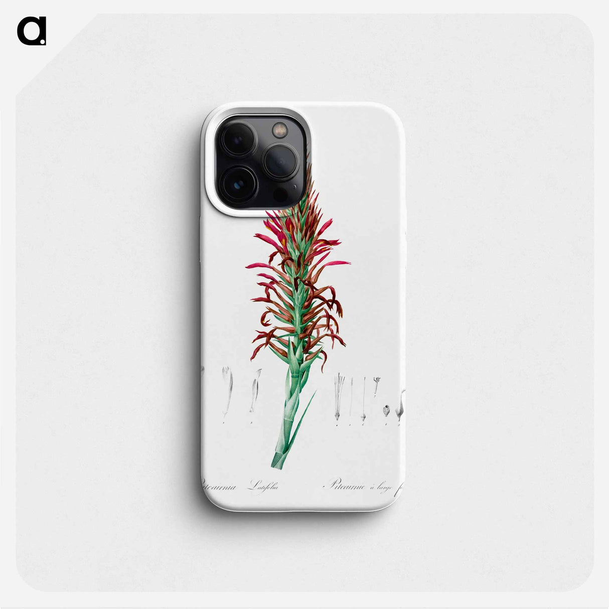 Pitcairnia latifolia illustration - ピエール ジョゼフ ルドゥーテ Phone Case.