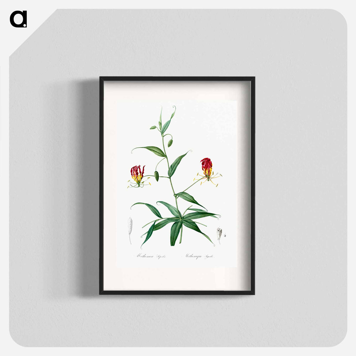 Flame lily illustration - Pierre Joseph Redouté Poster.