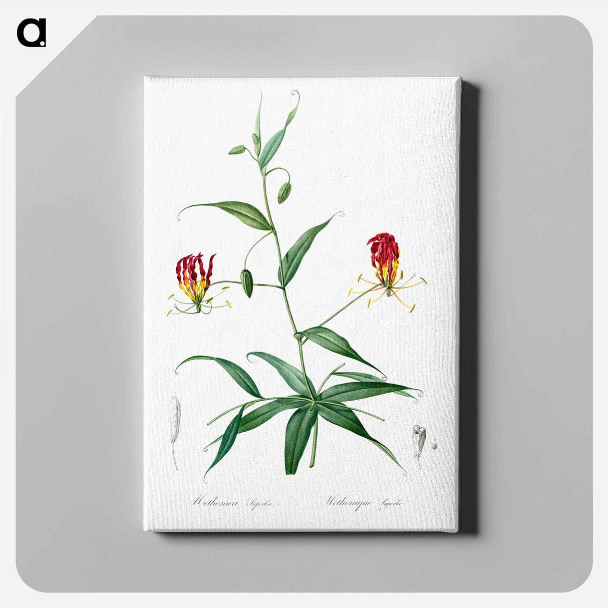 Flame lily illustration - Pierre Joseph Redouté Canvas.