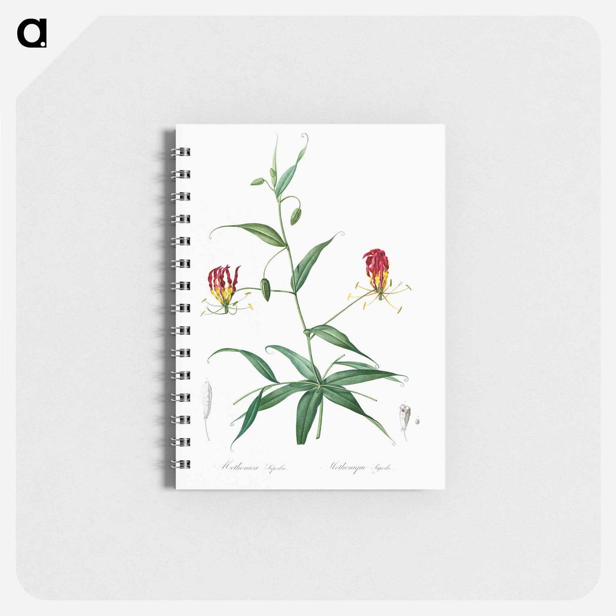 Flame lily illustration - ピエール ジョゼフ ルドゥーテ Memo.