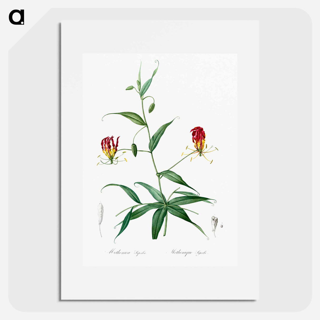 Flame lily illustration - Pierre Joseph Redouté Poster.