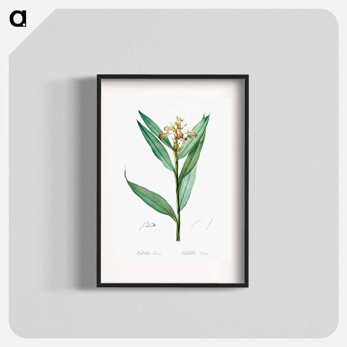 Globba erecta illustration - Pierre Joseph Redouté Poster.