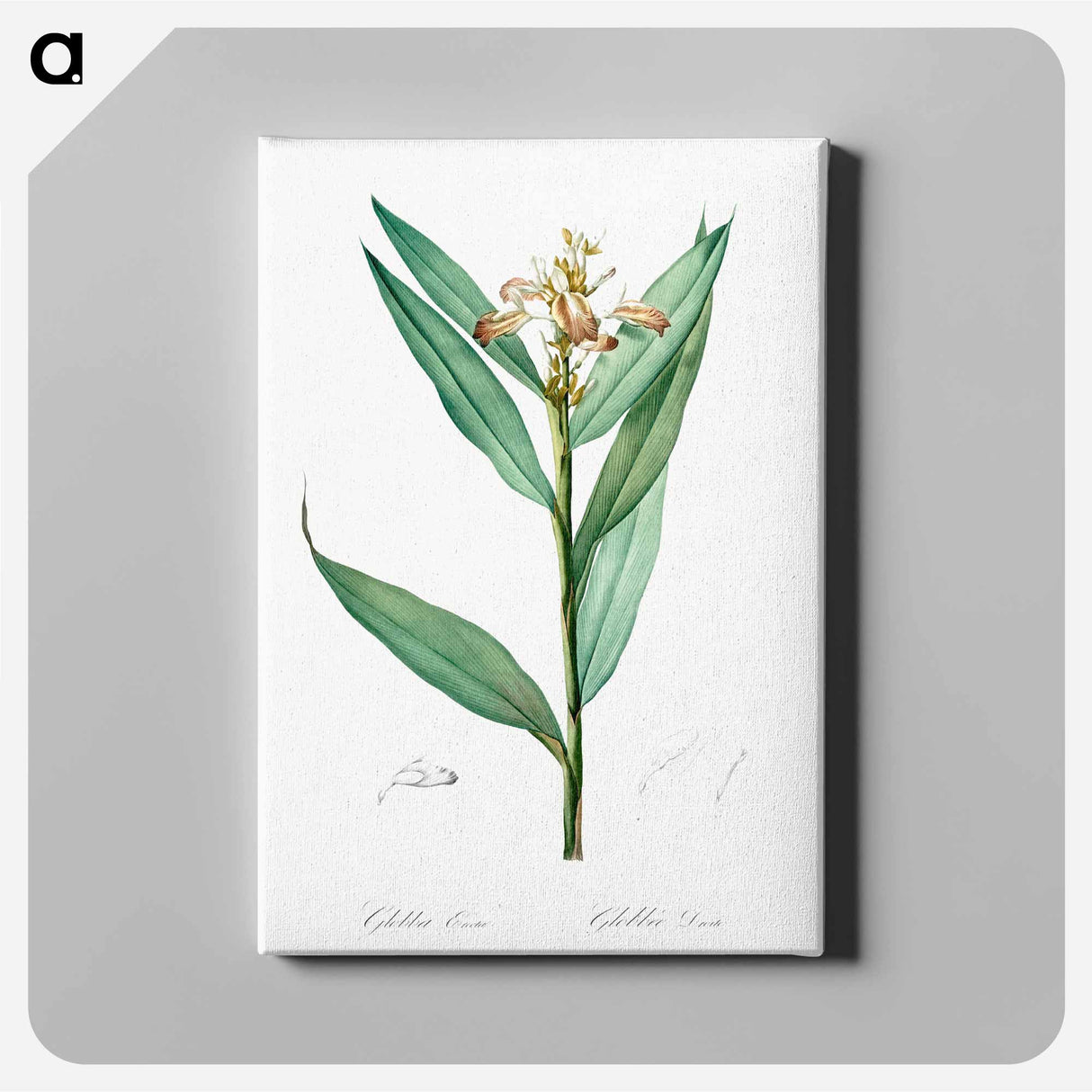 Globba erecta illustration - Pierre Joseph Redouté Canvas.