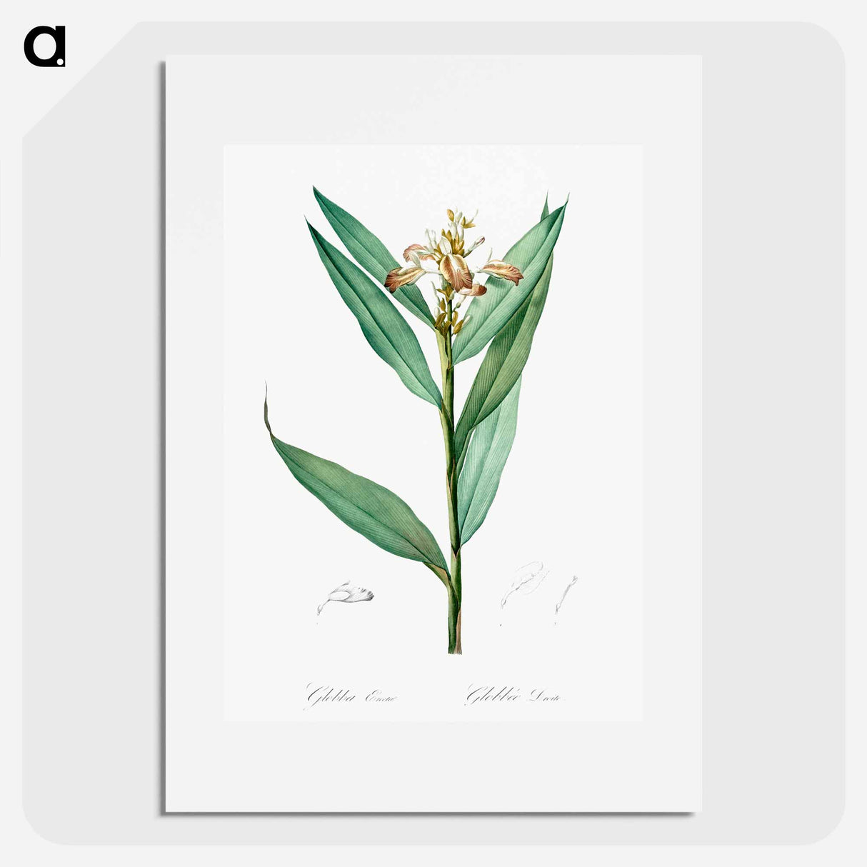 Globba erecta illustration - Pierre Joseph Redouté Poster.