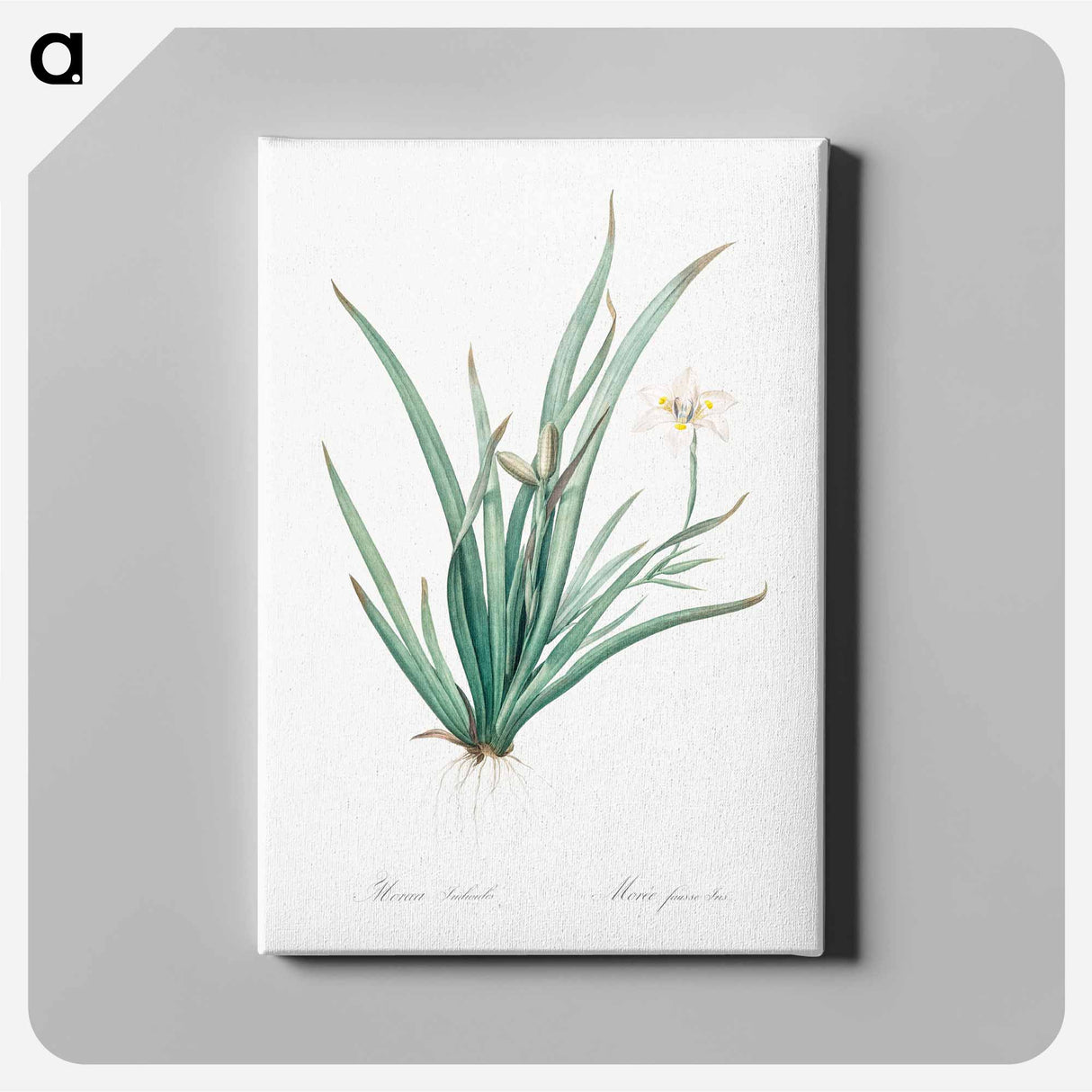 Fortnight lily illustration - Pierre Joseph Redouté Canvas.