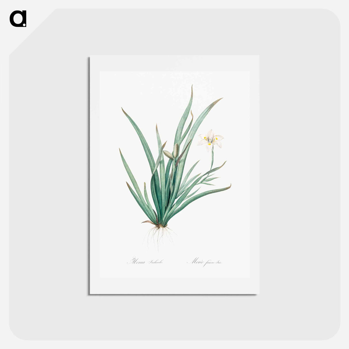 アートポストカード-Fortnight lily illustration - ピエール ジョゼフ ルドゥーテ Postcard.