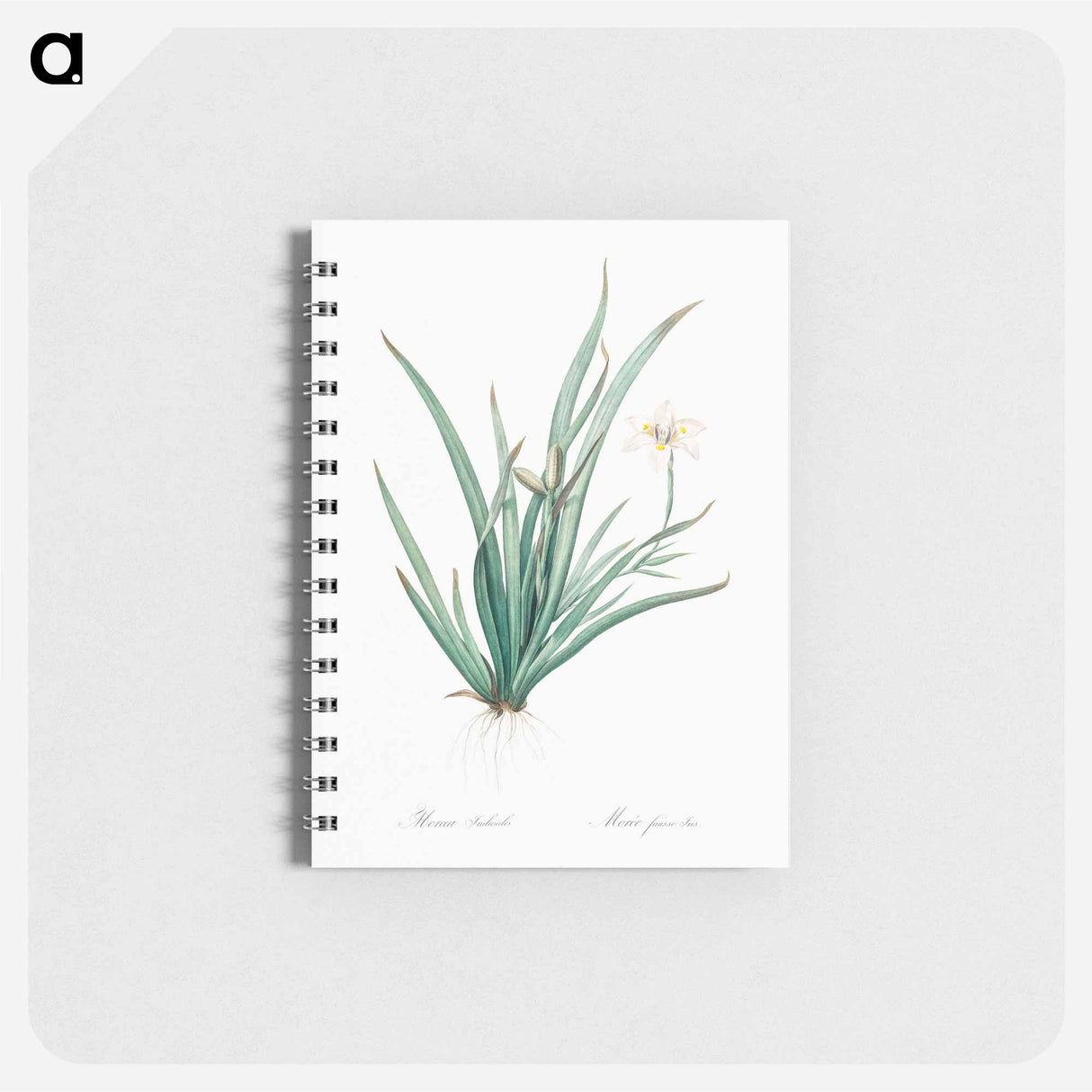 Fortnight lily illustration - ピエール ジョゼフ ルドゥーテ Memo.