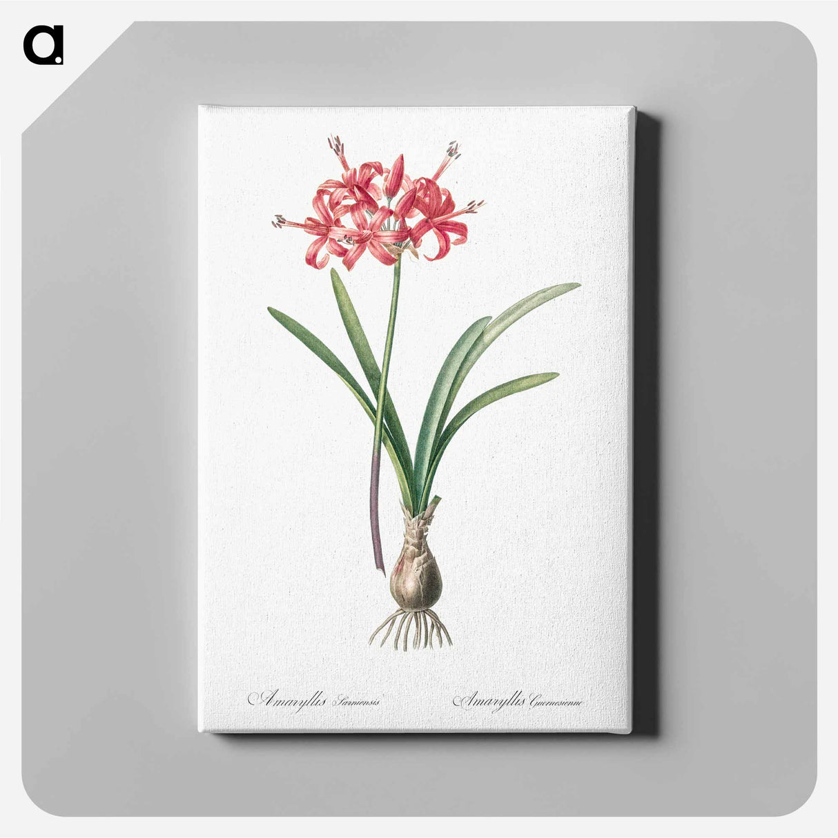 Guernsey lily illustration - ピエール ジョゼフ ルドゥーテ Canvas.