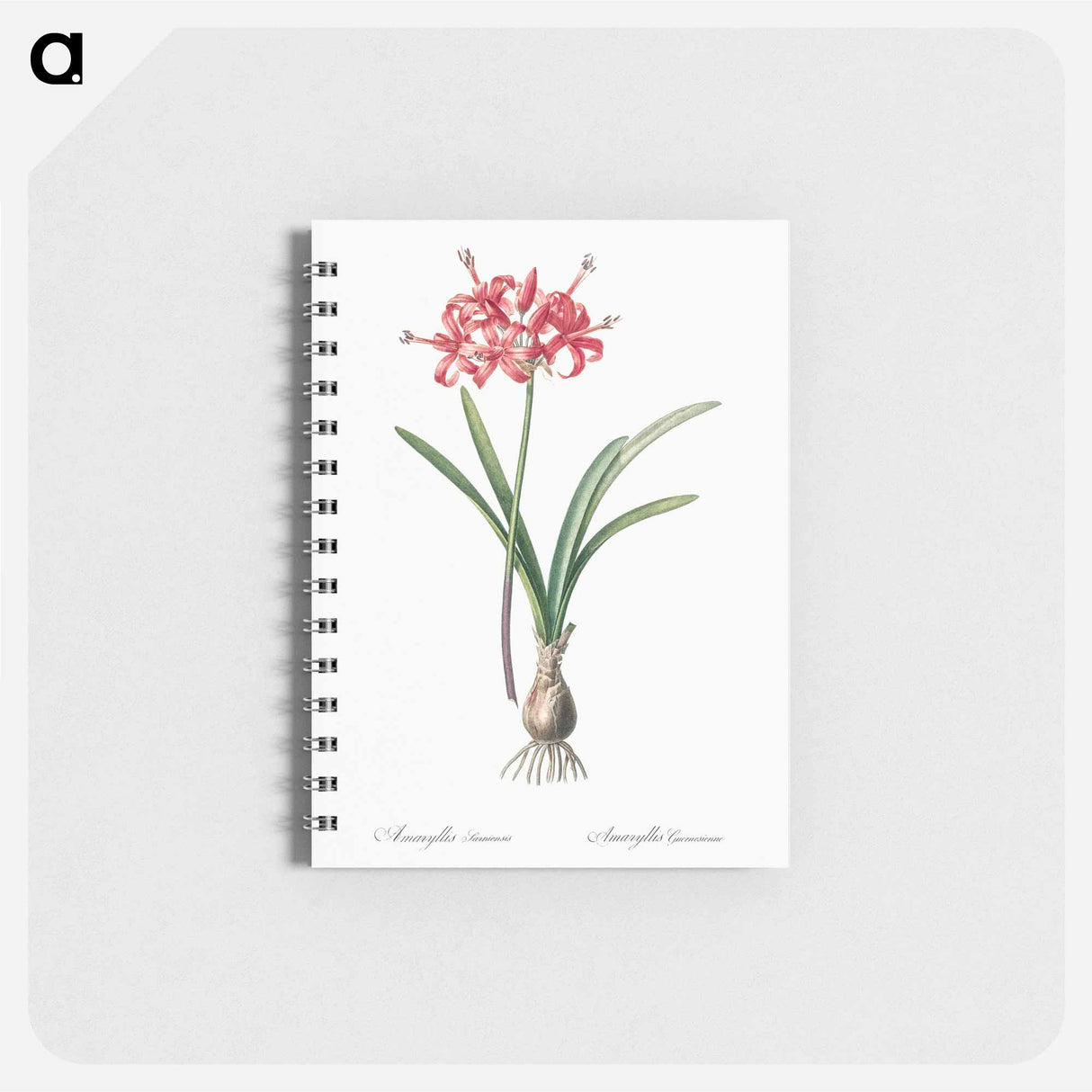 Guernsey lily illustration - ピエール ジョゼフ ルドゥーテ Memo.