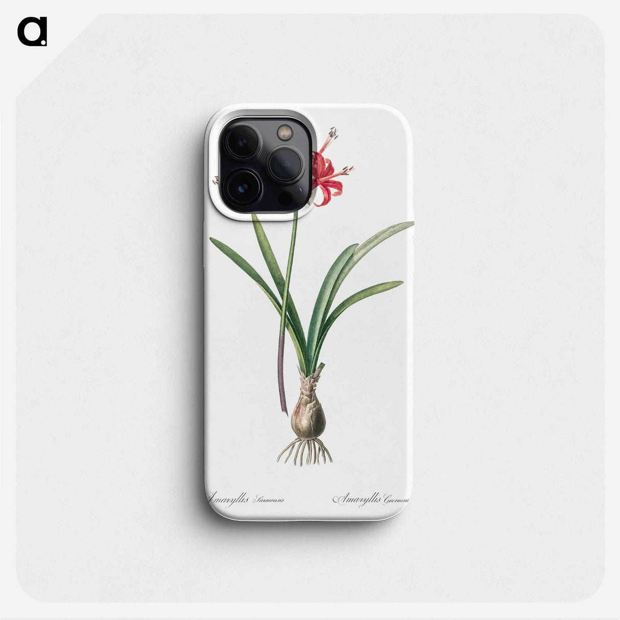 Guernsey lily illustration - ピエール ジョゼフ ルドゥーテ Phone Case.