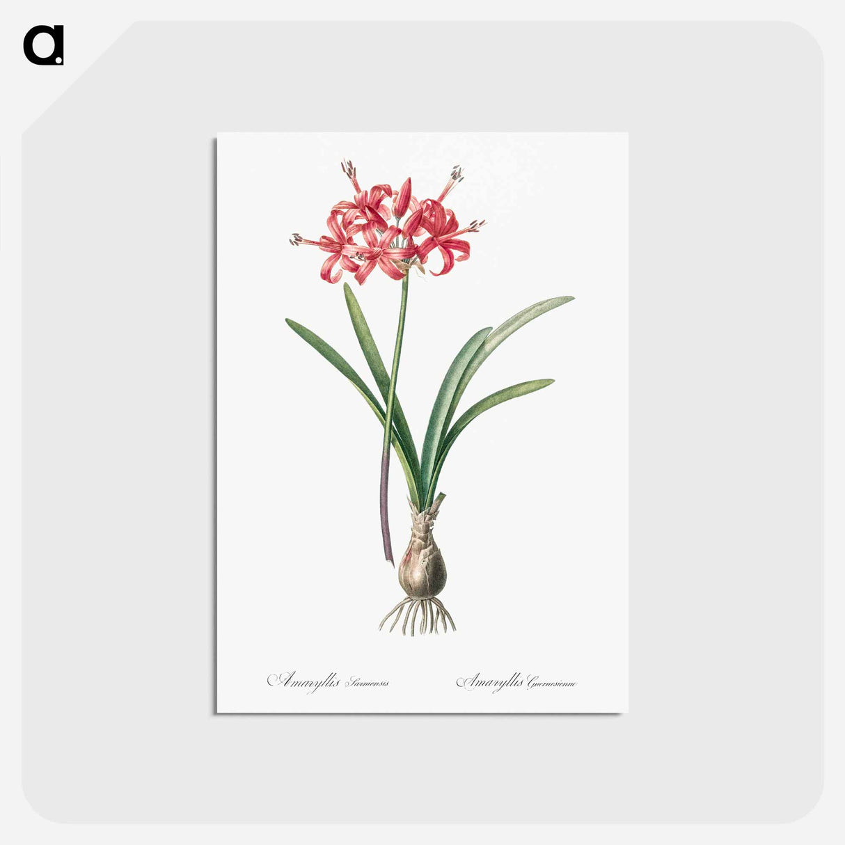 アートポストカード-Guernsey lily illustration - ピエール ジョゼフ ルドゥーテ Postcard.