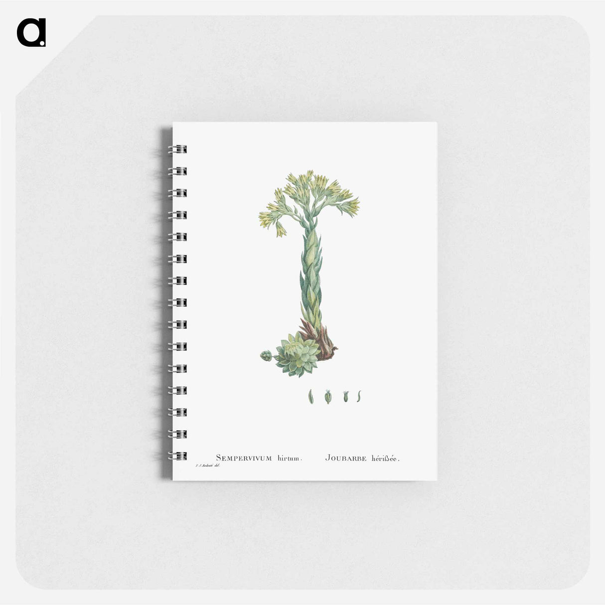 アートメモ帳-Sempervivum Hirtum (Rolling Hen and Chicks) - ピエール ジョゼフ ルドゥーテ Memo.
