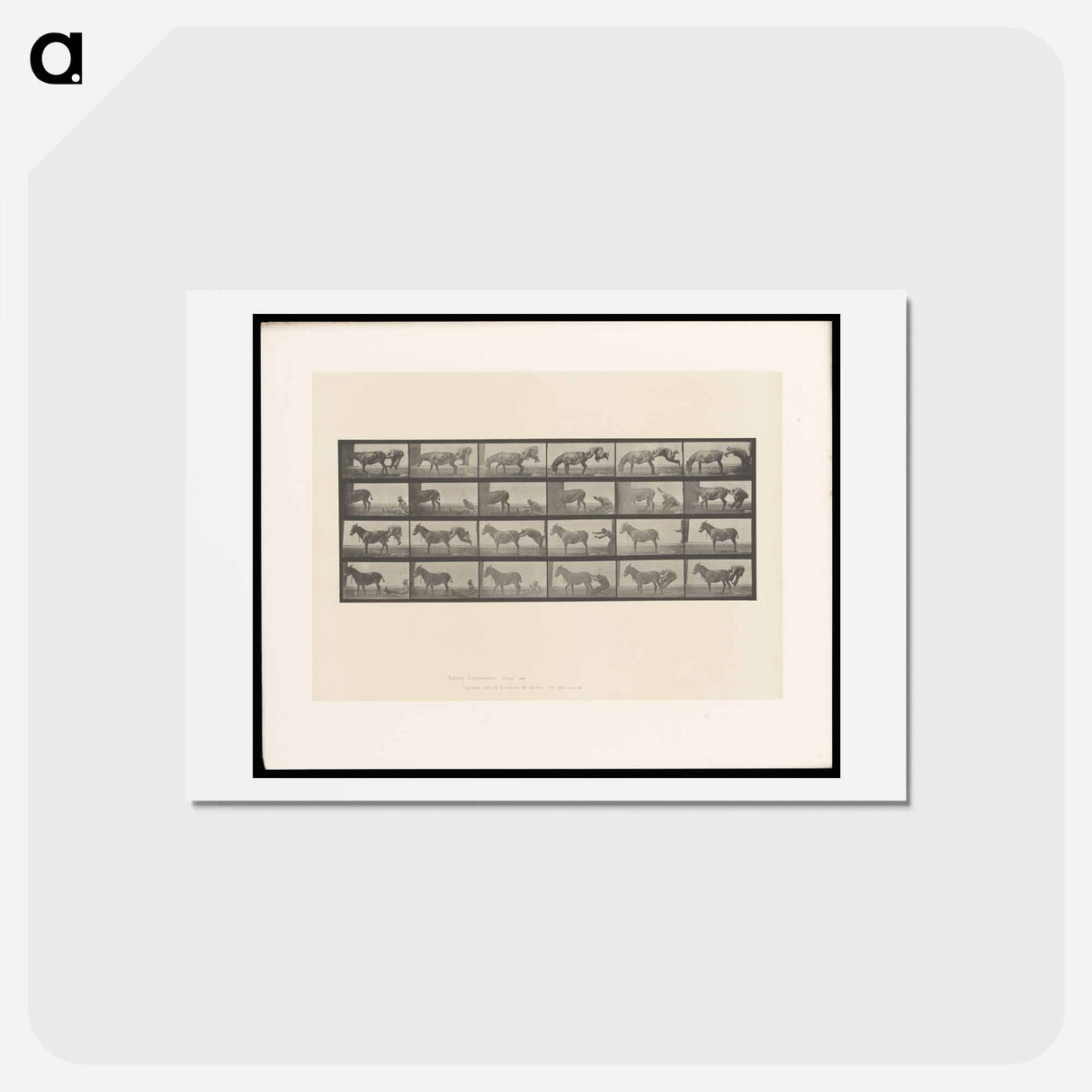 アートポストカード-Mule Stubbornness
- エドワード マイブリッジ Postcard.