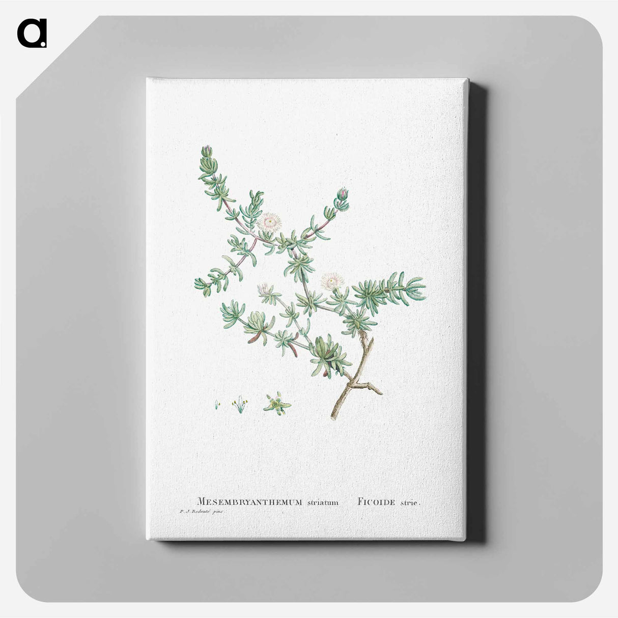 Mesembryanthemum Striatum - Pierre-Joseph Redouté Canvas.