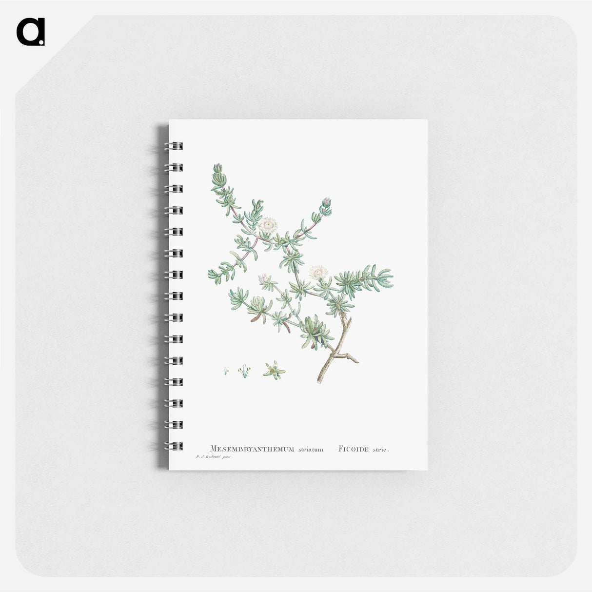 アートメモ帳-Mesembryanthemum Striatum - ピエール ジョゼフ ルドゥーテ Memo.
