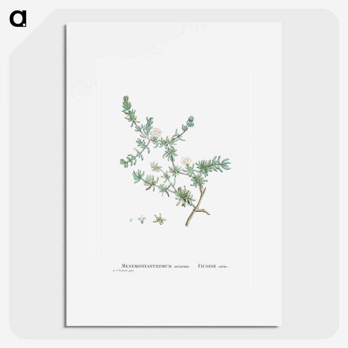 Mesembryanthemum Striatum - Pierre Joseph Redouté Poster.