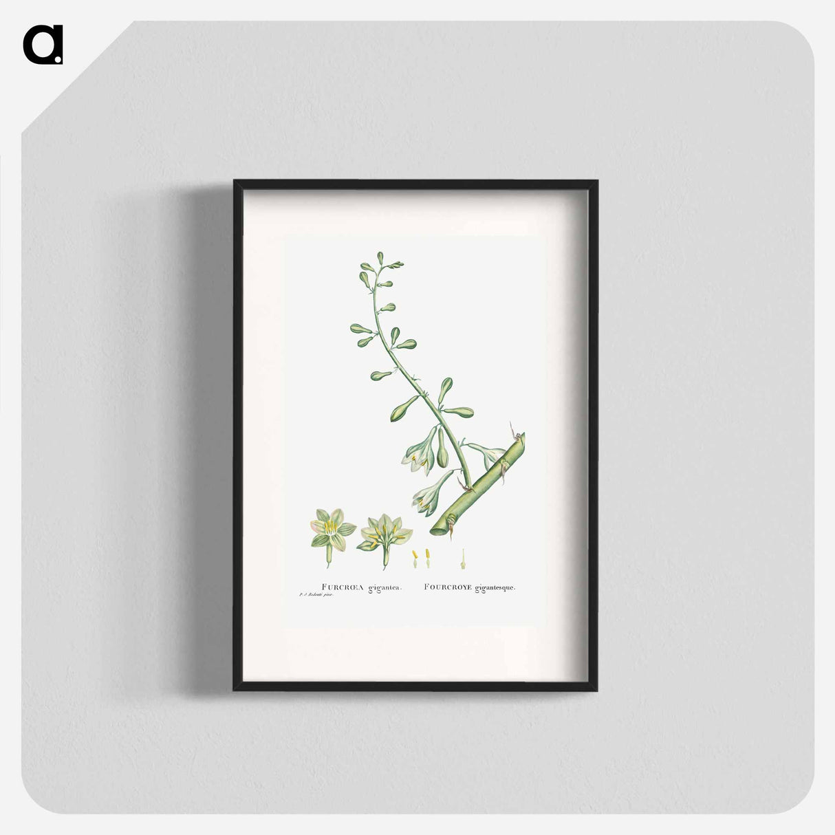 Furcraea Gigantea (Mauritius Hemp) - Pierre Joseph Redouté Poster.