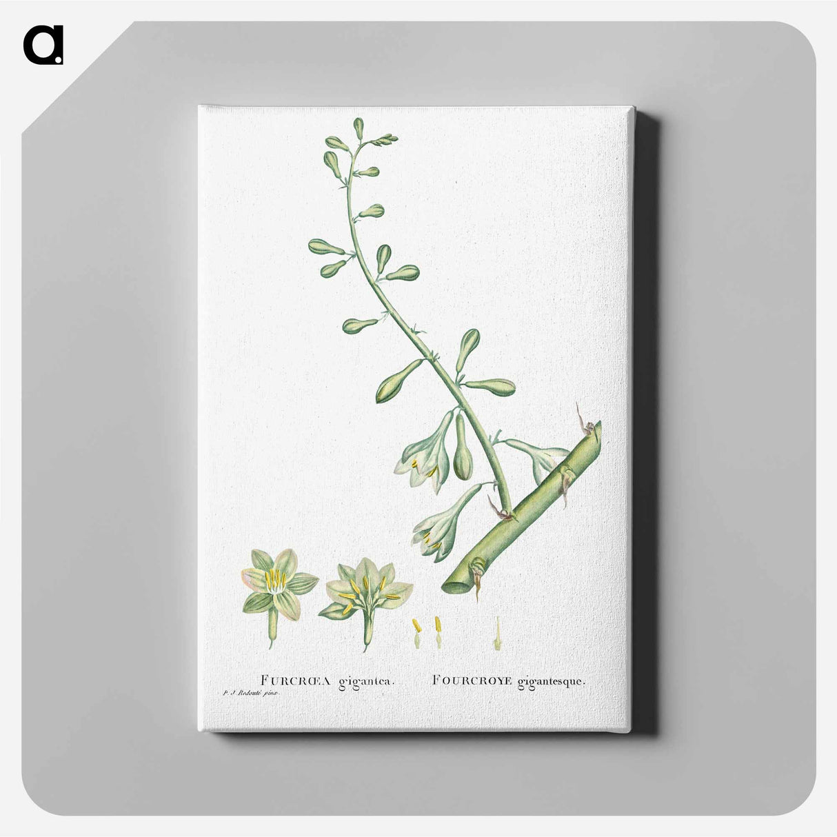 Furcraea Gigantea (Mauritius Hemp) - Pierre Joseph Redouté Canvas.