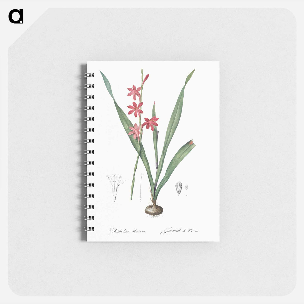 Watsonia illustration - ピエール ジョゼフ ルドゥーテ Memo.