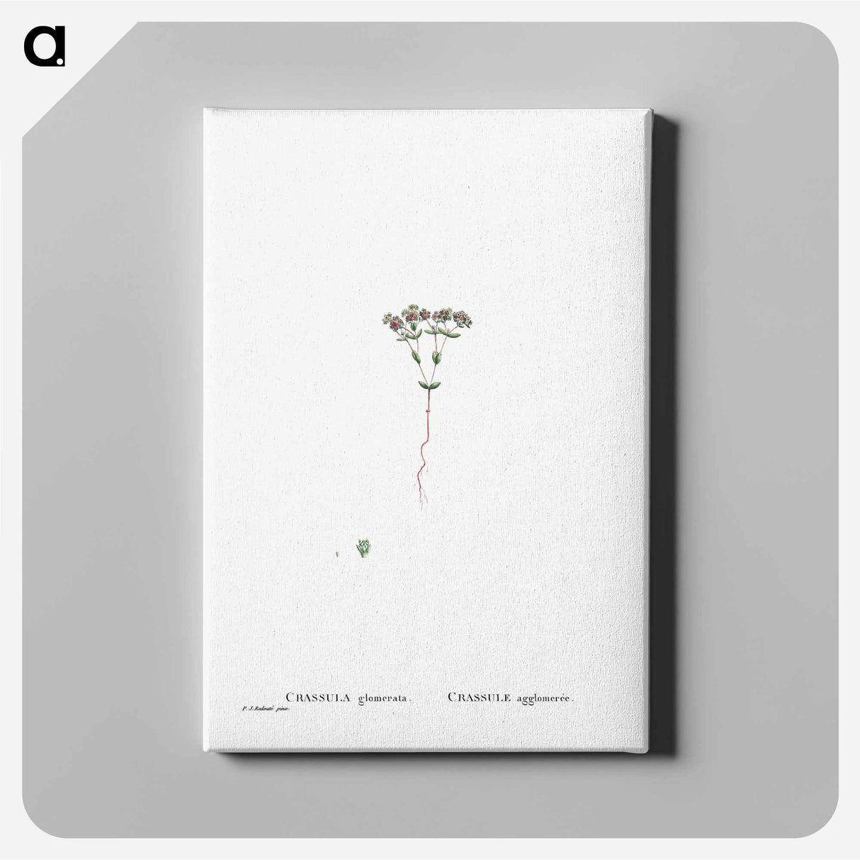 Crassula Glomerata (Brakvygie) - ピエール ジョゼフ ルドゥーテ Canvas.