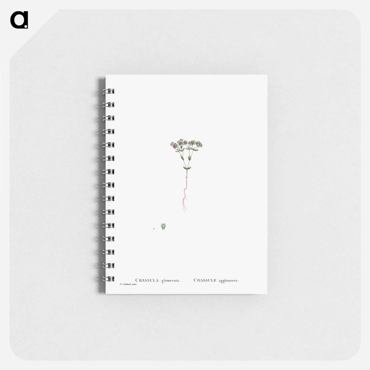 アートメモ帳-Crassula Glomerata (Brakvygie) - ピエール ジョゼフ ルドゥーテ Memo.
