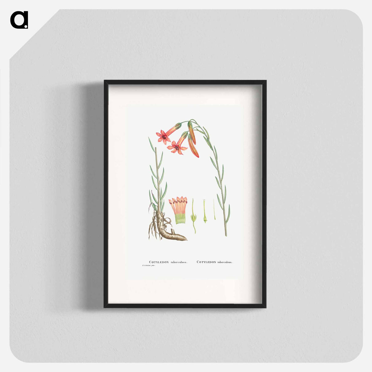 Cotyledon Tuberculosa - Pierre Joseph Redouté Poster.