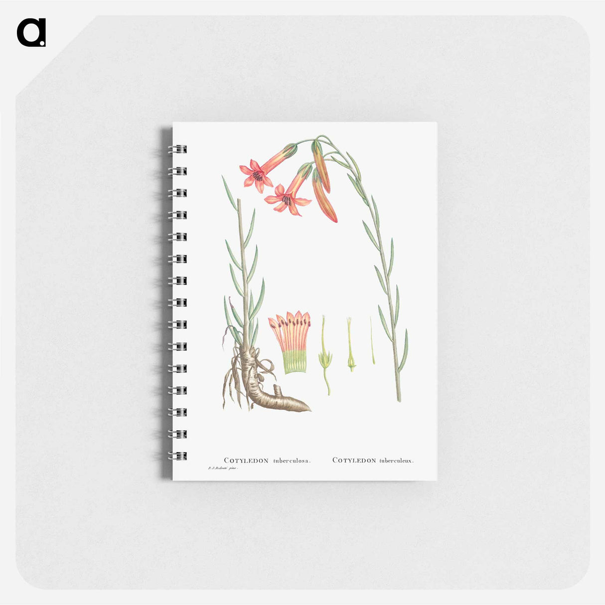 Cotyledon Tuberculosa - ピエール ジョゼフ ルドゥーテ Memo.