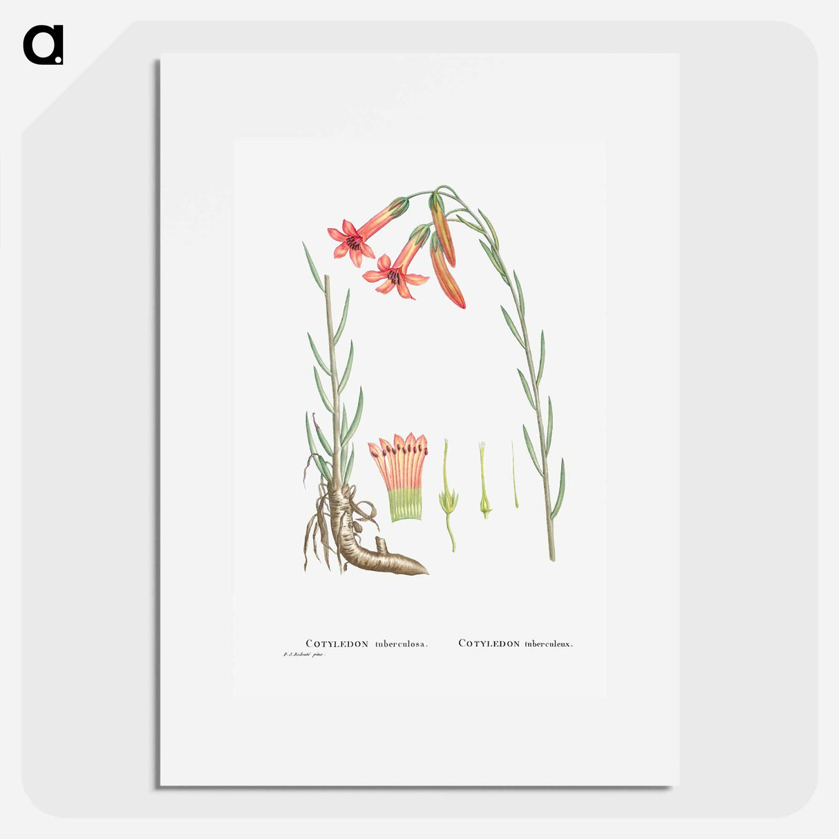 Cotyledon Tuberculosa - Pierre Joseph Redouté Poster.