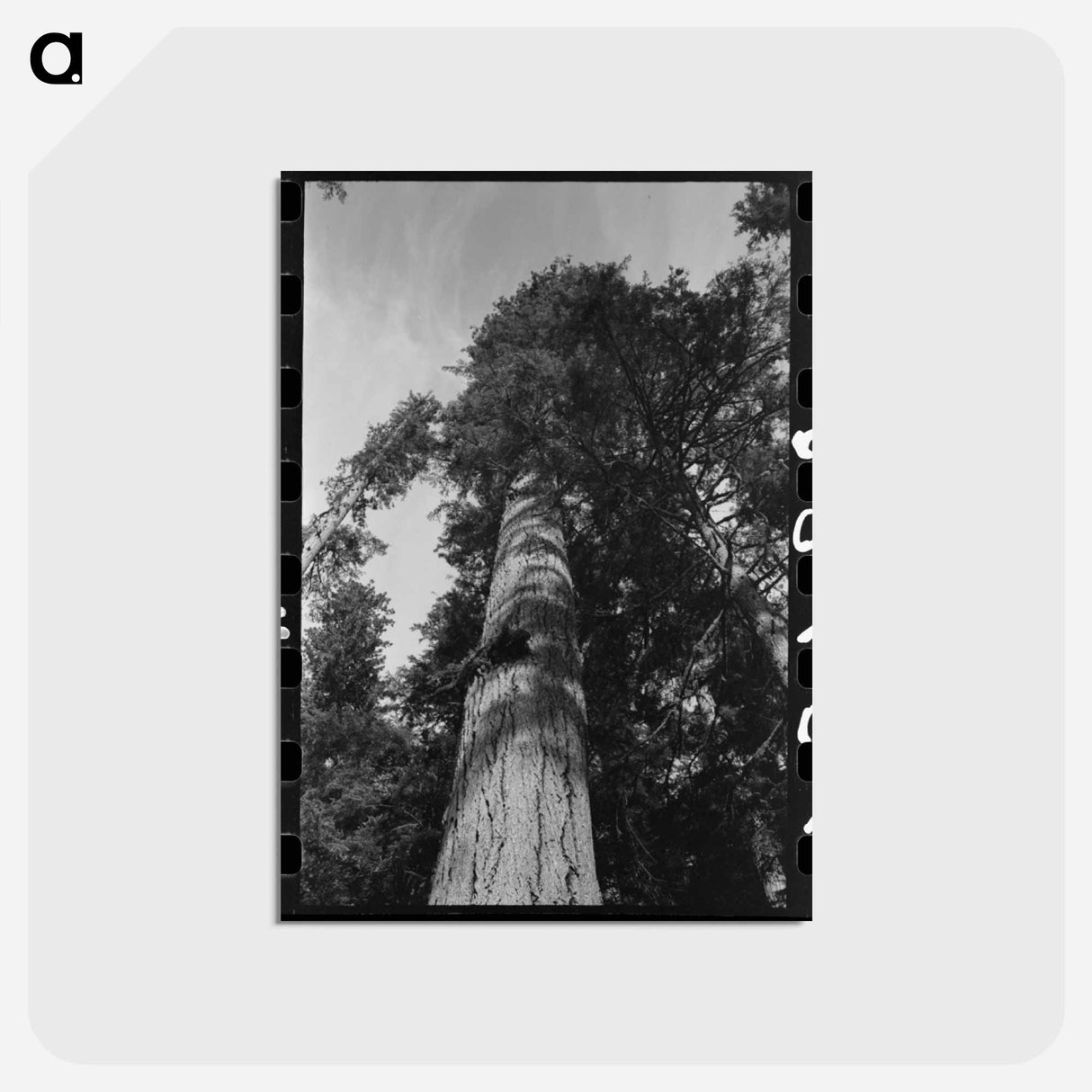 アートポストカード-Fir Tree, Cowlitz County
- ラッセル リー Postcard.