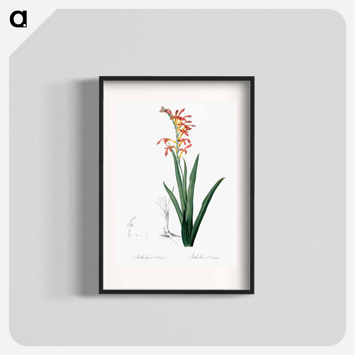 アートポスター-Antholyza aethiopica - ピエール ジョゼフ ルドゥーテ Poster.