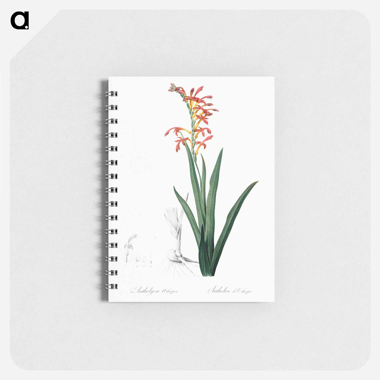 Antholyza aethiopica - ピエール ジョゼフ ルドゥーテ Memo.