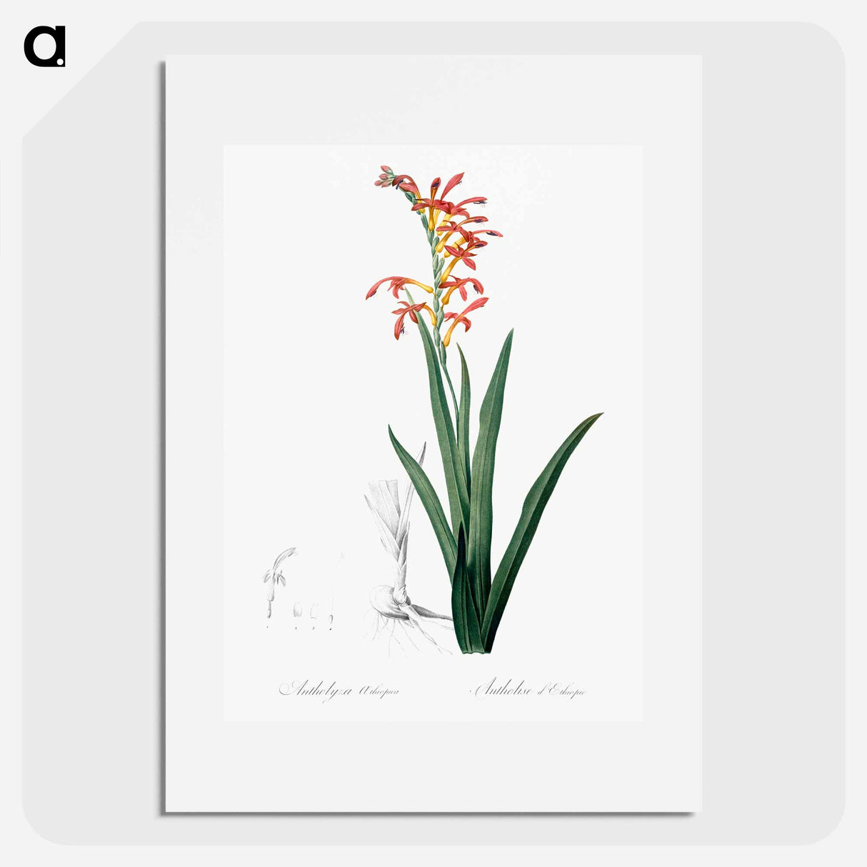 アートポスター-Antholyza aethiopica - ピエール ジョゼフ ルドゥーテ Poster.