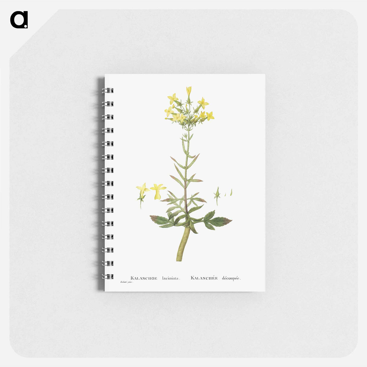 アートメモ帳-Kalanchoe Laciniata (Christmas Tree Plant) - ピエール ジョゼフ ルドゥーテ Memo.