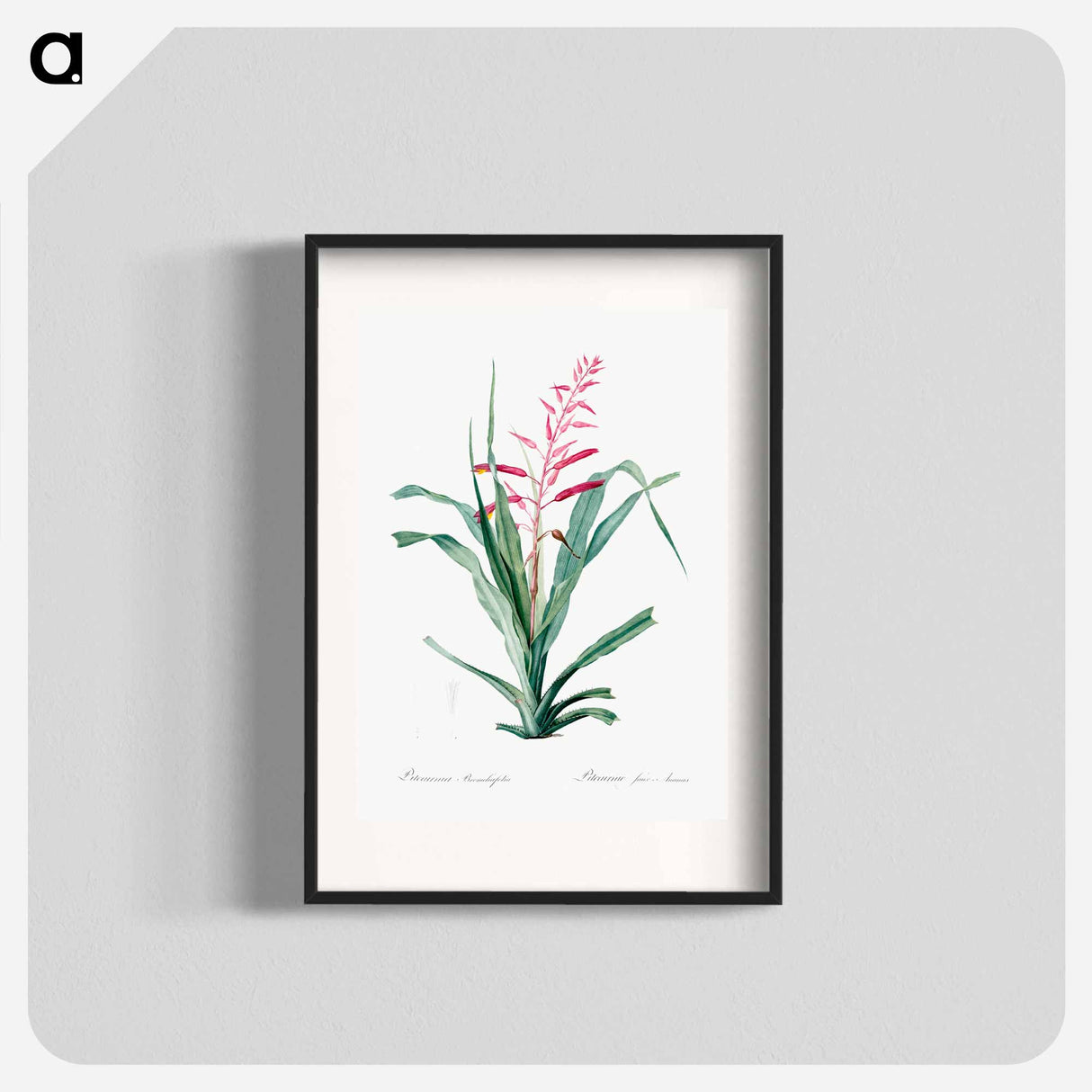 Pitcairnia bromeliaefolia - Pierre Joseph Redouté Poster.