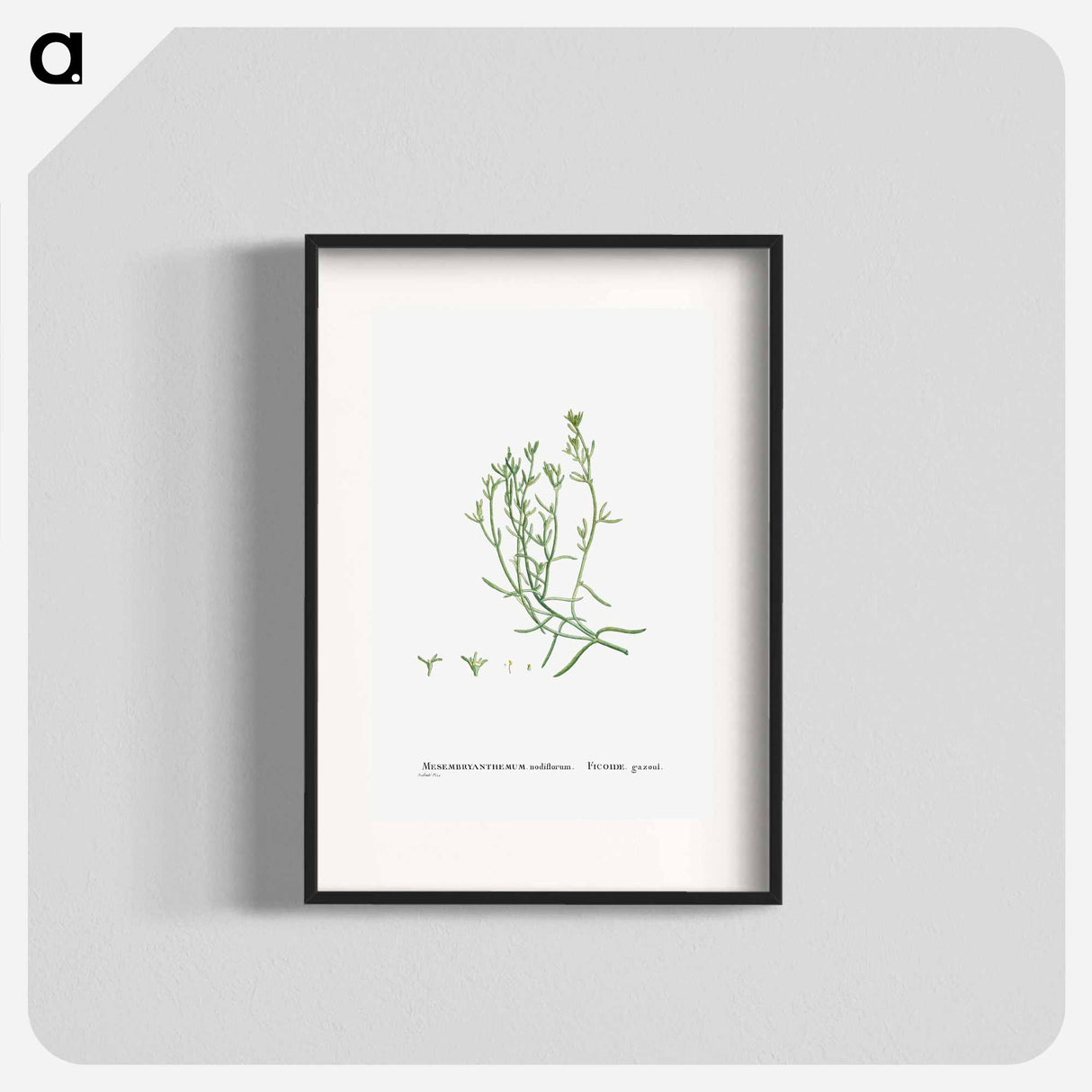 Mesembryanthemum Nodiflorum (Slenderleaf Iceplant) - Pierre-Joseph Redouté Poster.